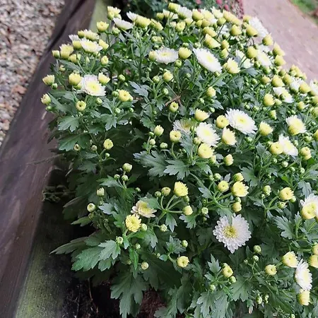 B&B De Blauwe Melkbus Harskamp