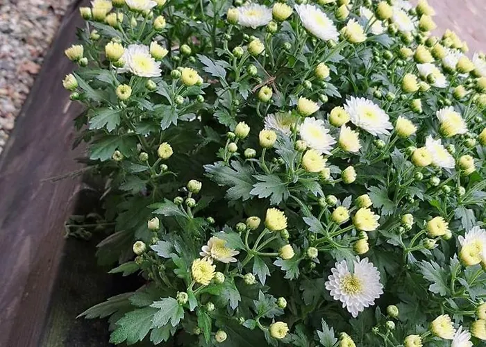 Oda ve Kahvaltı De Blauwe Melkbus Harskamp