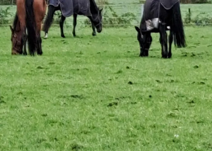 Bed and breakfast De Blauwe Melkbus Harskamp